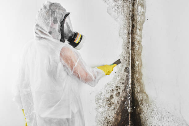 Professional Mold Remediation in Brinkley, AR