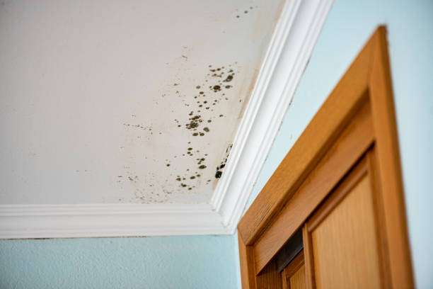 Best Residential Mold Remediation in Brinkley, AR