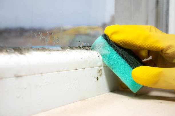 Professional Mold Remediation in Brinkley, AR