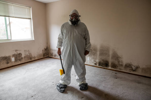 Best Emergency Mold Remediation in Brinkley, AR