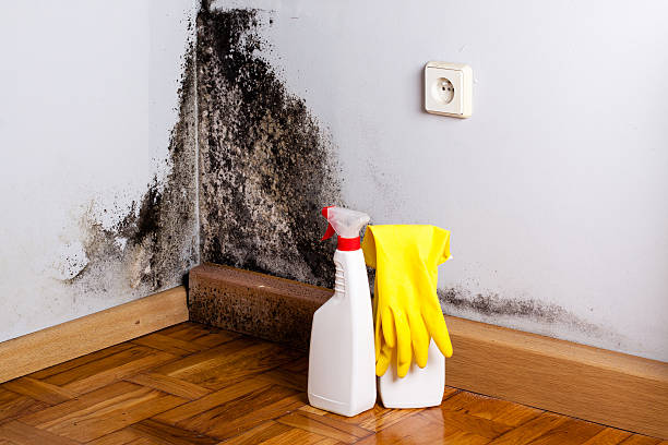 Best Kitchen Mold Remediation in Brinkley, AR